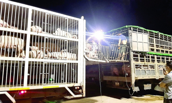 Công an vào cuộc điều tra dấu hiệu đánh tráo 1.493 con lợn nhập khẩu
