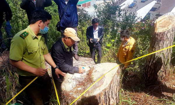 Vì sao Lâm Đồng thu hồi 172 dự án đã giao, cho thuê đất rừng?