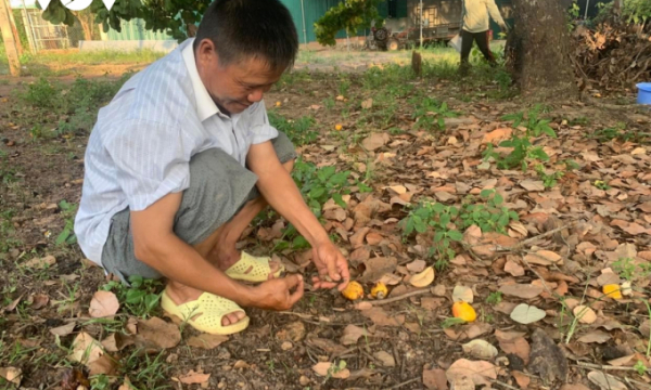 Nông dân Đắk Lắk lâm vào cảnh nợ nần vì điều mất mùa, rớt giá
