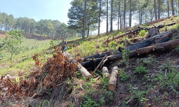 Lâm Đồng: Tạm ngừng cho thuê rừng để làm dịch vụ du lịch sinh thái