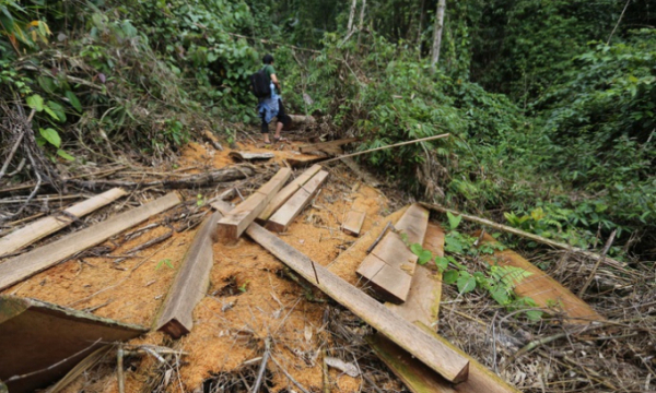 Yêu cầu Quảng Nam làm rõ vì sao rừng tự nhiên 'đột ngột' giảm 2.850 ha