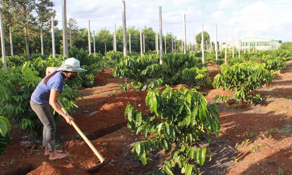 Tây Nguyên tăng diện tích cây trồng xen trong vườn cà phê