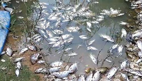 Đề nghị điều tra nguyên nhân cá lại chết trắng trên sông Giêng