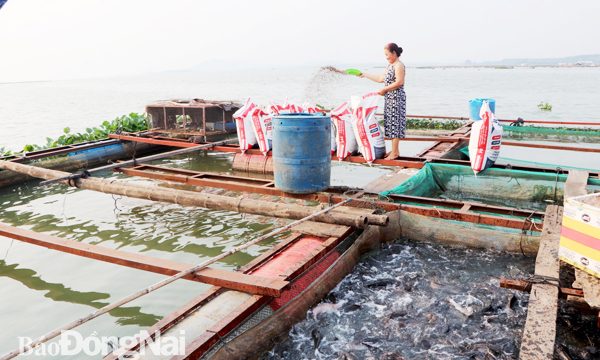 Quy hoạch các vùng nuôi cá bè trên hồ Trị An: Vẫn còn bất hợp lý
