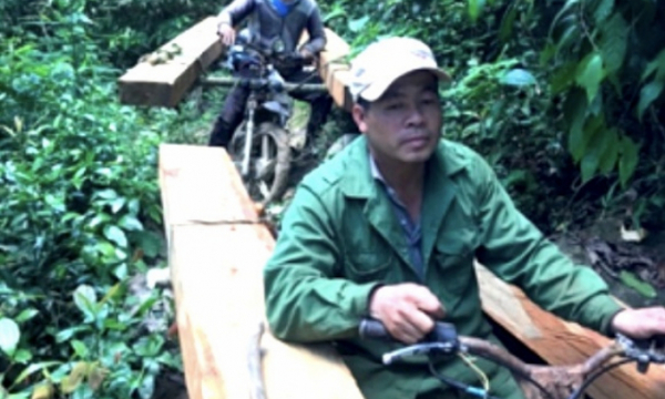 Sang Gia Lai khai thác gỗ trái phép mang về Đắk Lắk tiêu thụ