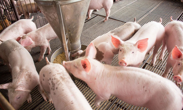 Giá lợn hơi tiếp tục đi ngang, dao động trong khoảng 54.000 - 60.000 đồng/kg