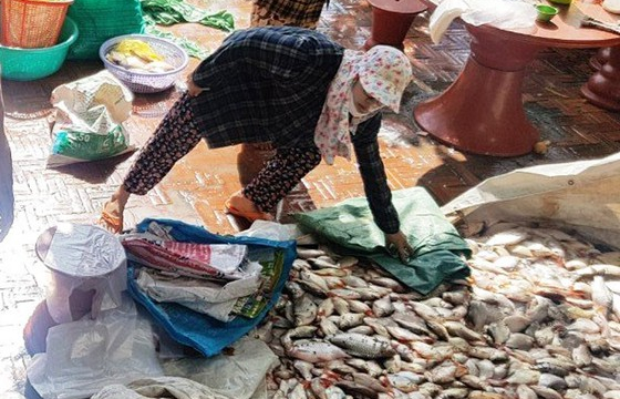 An Giang: di dời bè nuôi cá để giảm tình trạng chết tràn lan