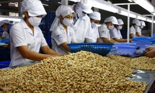 Trung Quốc giảm mua hạt điều từ Việt Nam
