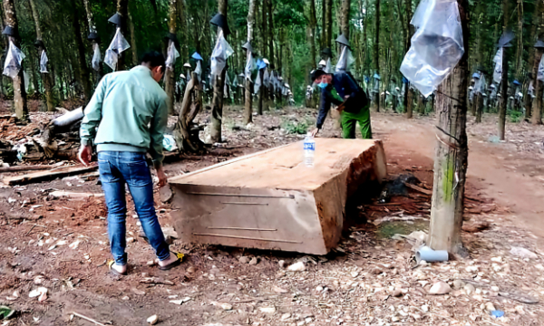 Thấy gỗ lớn dưới ruộng, dân xin phép xã khai thác: Bỏ 90 triệu vớt lên thì công an tạm giữ