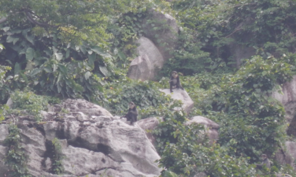 Đồng Nai: 7 đàn voọc chà vá chân đen với gần 200 cá thể ở núi Chứa Chan