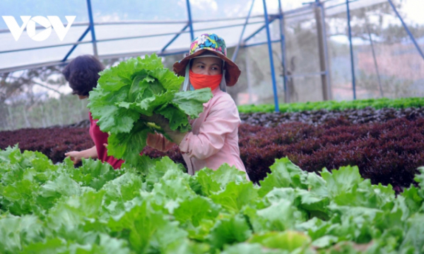 Vật tư tăng giá, Lâm Đồng chuyển hướng sản xuất nông nghiệp hữu cơ