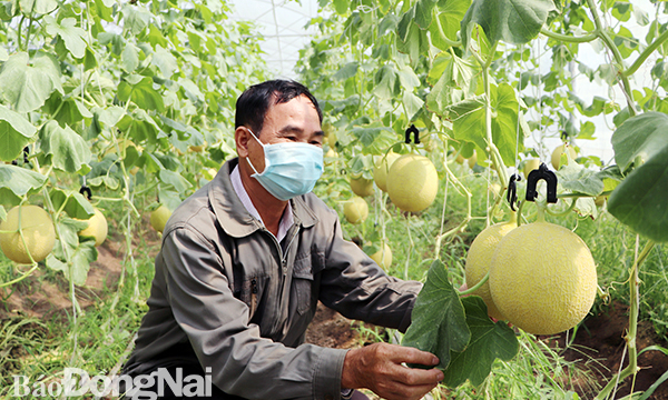 Xuân Lộc mạnh tay đầu tư OCOP