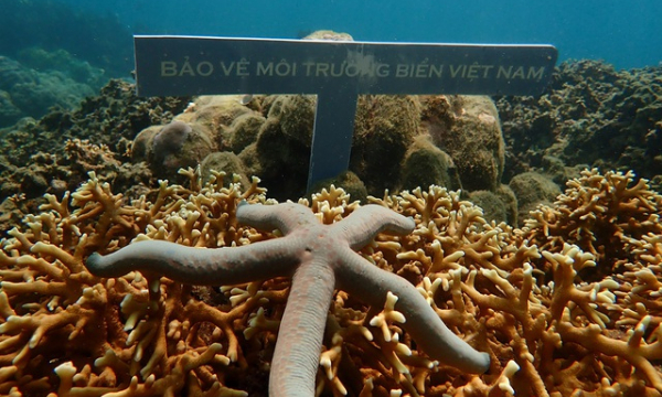 Mất hàng nghìn năm mới khôi phục được rạn san hô