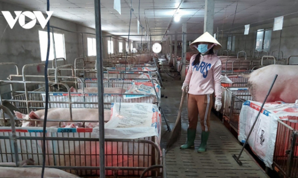 Chi phí tăng cao, người chăn nuôi ở Tiền Giang điêu đứng
