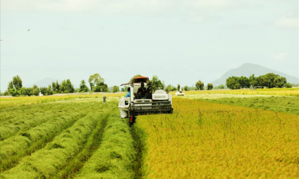 Gạo Việt đang chinh phục những thị trường 'khó tính' bậc nhất