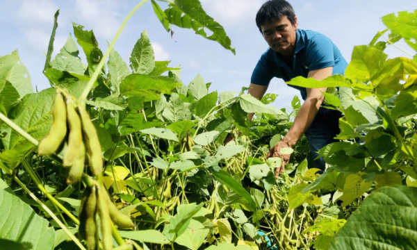 Nông dân thu lãi 50 triệu đồng/ha nhờ trồng đậu nành giống mới