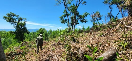 Bình Định: Chỉ đạo điều tra, xử lý nghiêm vụ gần 12ha rừng bị tàn phá, lấn chiếm