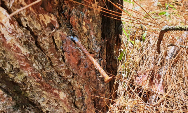 Quảng Nam: Gần 300 cây thông hàng chục năm tuổi bị ‘đầu độc’ bằng hóa chất