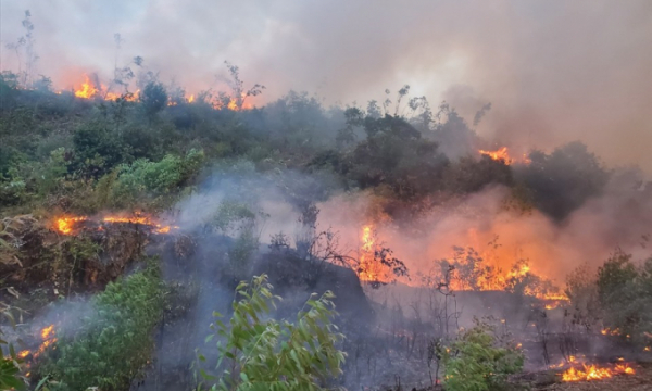 Bình Định: Cháy lớn ở núi Vũng Chua do chủ rẫy đốt dọn thực bì