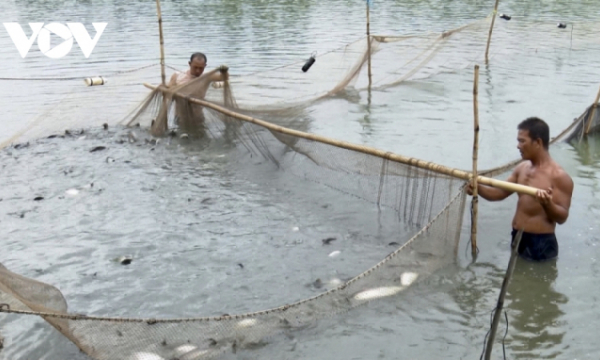 Giá cá thát lát tăng mạnh do nguồn cung khan hiếm