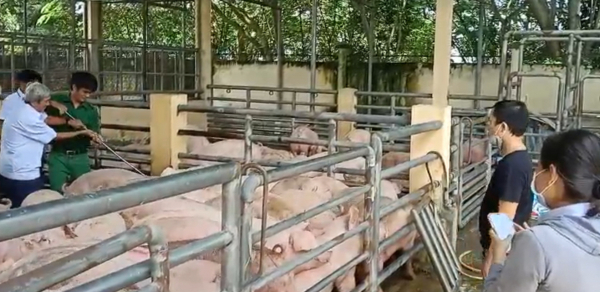 Cảnh báo vận chuyển lợn trái phép qua biên giới gia tăng dịch bệnh nguy hiểm