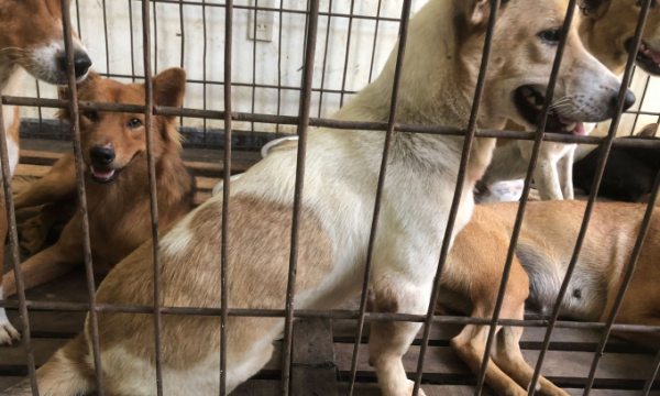 Lan tỏa trên mạng xã hội: Người đàn ông 'giải cứu' 31 con chó tại lò mổ khi đi tìm cún cưng