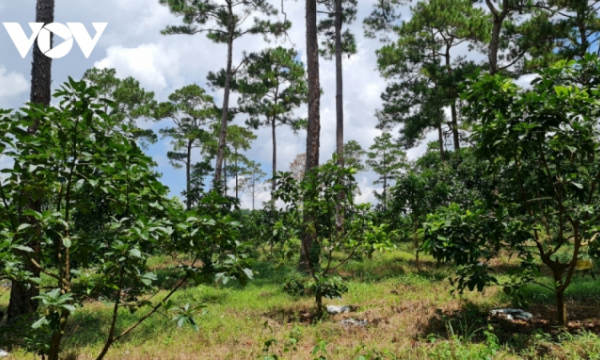 Ai bao che, tiếp tay cho việc phá rừng, chiếm đất ở Lâm Đồng?: Rút ruột, chia phần hàng trăm ha rừng thông Lộc Phú