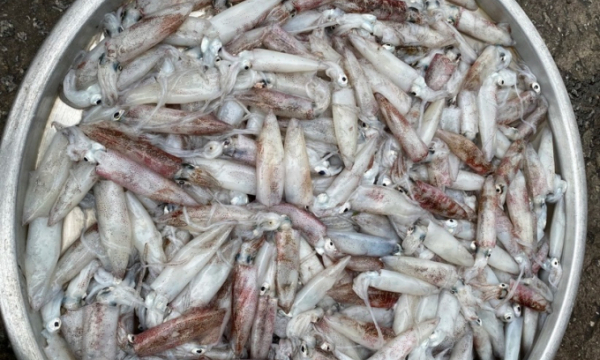 Nhiều loại hải sản giảm giá