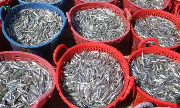 Ngư dân Bình Thuận trúng đậm cá cơm cao điểm vụ Nam