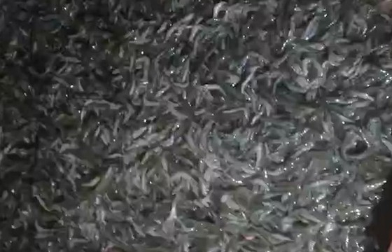 Cà Mau: Điều tra ao tôm công nghiệp nghi bị đầu độc
