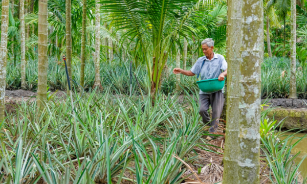Lão nông miền Tây thu tiền tỉ nhờ trồng cau kết hợp dừa và khóm