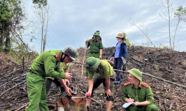 Hà Tĩnh: Tạm đình chỉ công tác cán bộ thuê người chặt phá rừng