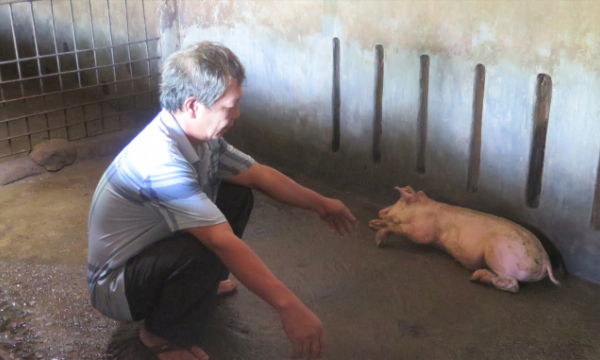 Lợn chết hàng loạt sau khi tiêm vaccine: Khi nào mới giải quyết cho dân?