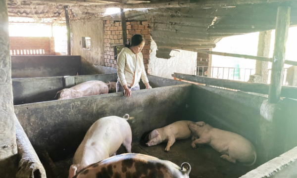 Lợn chết hàng loạt sau tiêm vaccine: Xử lý bằng... “rút kinh nghiệm”