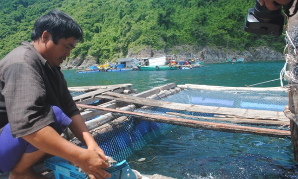 Cá bớp nuôi chết tại đảo Hòn Chuối: Chủ tịch tỉnh Cà Mau chỉ đạo khẩn