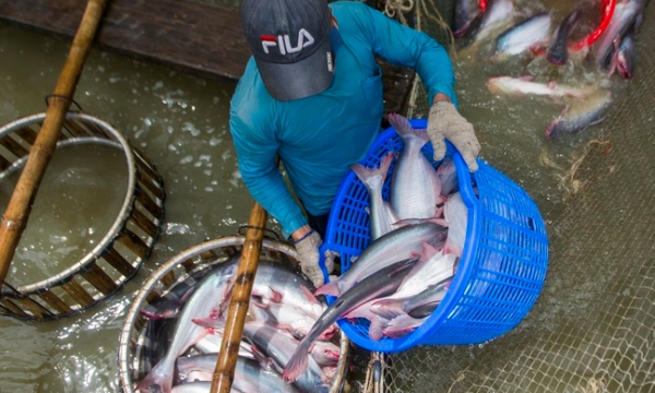 Lạm phát cao kỷ lục, dân Anh, Mỹ chuộng mua cá tra Việt Nam