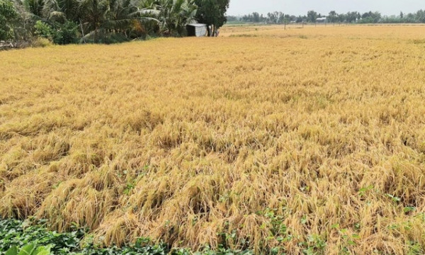 Giá lúa giảm, nông dân miền Tây lo lỗ vốn