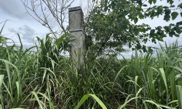 Vụ “san phẳng” di tích để trồng mía ở Phú Yên: Tổ liên ngành chủ quan?