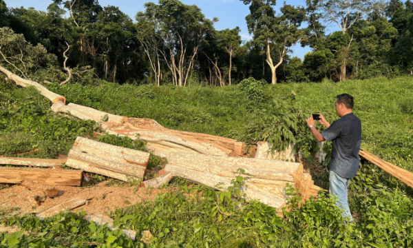 Phú Yên: Rừng Sơn Hội tiếp tục bị 'xẻ thịt' để lấy gỗ