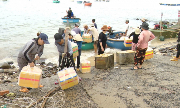  Người dân Phú Yên cấp tập đưa tôm hùm vào bờ chạy bão Noru