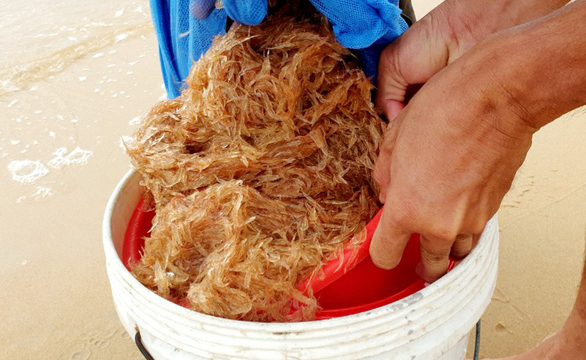 Ruốc vô bờ đỏ biển Phú Quốc, chủ khách sạn và khách kéo nhau xúc ruốc, kéo cá