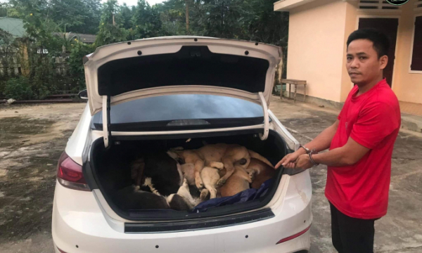 Bắt gã trai đi xế hộp trộm 38 con chó nhét trong cốp xe
