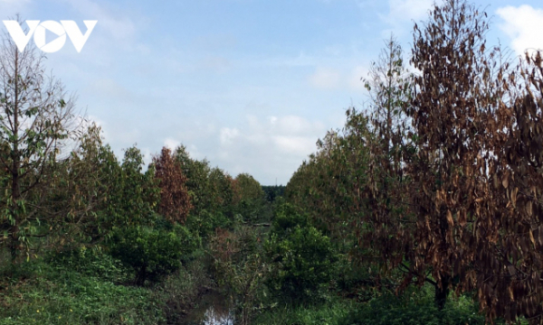 Nhiều vườn sầu riêng ở Tiền Giang trồng kém an toàn bị chết do nước ngập