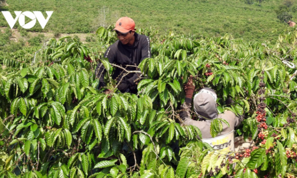 Kon Tum khắc phục tình trạng thiếu nhân công vụ thu hoạch cà phê