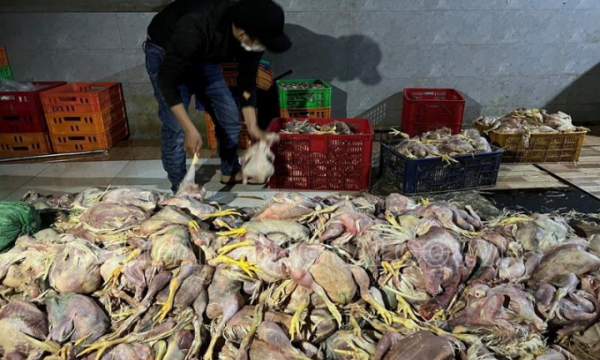 Bắt quả tang cơ sở giết mổ hơn 2,2 tấn gà chết