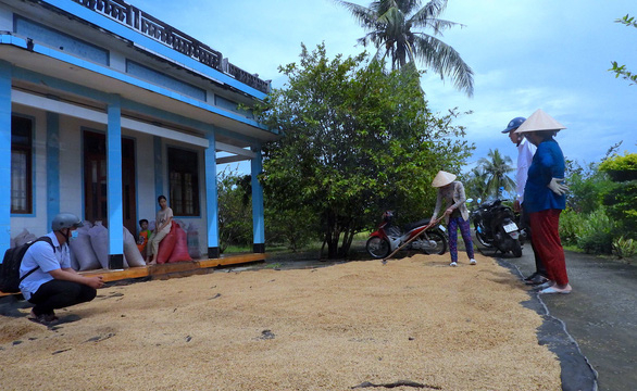 Nông dân Cà Mau bán lúa ‘ngon nhất thế giới' chỉ với giá 4.500 đồng/kg