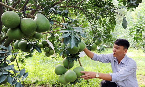 Cơ hội đẩy mạnh xuất khẩu bưởi