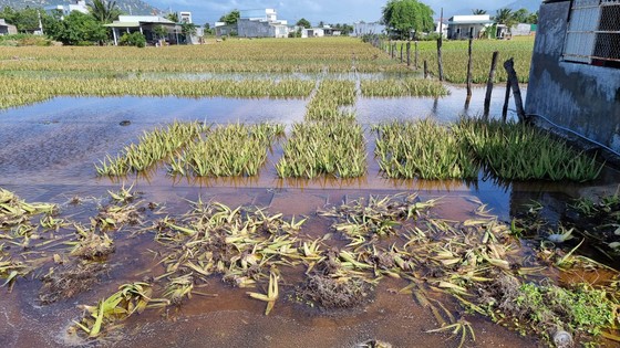 Mưa lớn khiến hàng trăm hécta cây trồng tại Ninh Thuận bị ngập úng