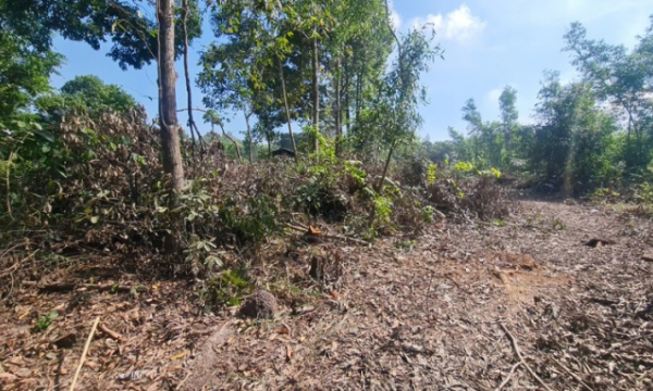Biên Hòa (Đồng Nai): Rừng phòng hộ Biên Hòa tiếp tục bị “đục phá”?