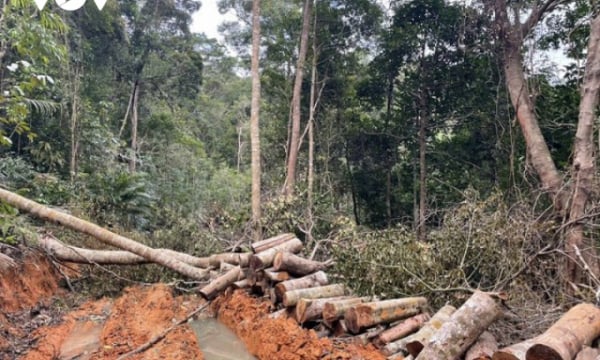 UBND tỉnh Khánh Hòa yêu cầu xử lý nghiêm vụ phá rừng tại thị xã Ninh Hòa